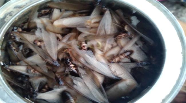 
                     الشظوة هي إحدى الحشرات التي تخرج من باطن الارض في فصل الربيع بعد المطر .. يأكلها سكان تعز - تقرير